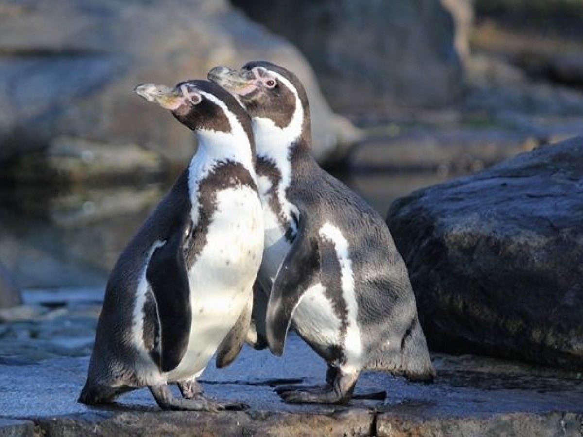 同志企鵝「升格當爸」輪流孵蛋顧小孩　紐約動物園認證：最棒養父