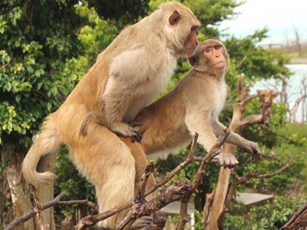 猴猴做同志！雄猴同性性行為竟比與母猴普遍 甚至有助繁衍後代
